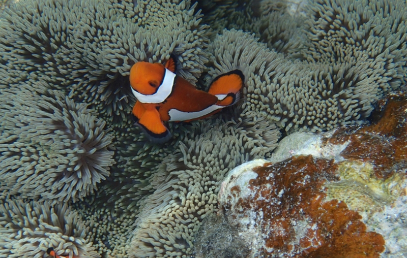 �p�������R�̗͂ŗ��Ƃ��b�I�[���C�������N�����W���O�y�v���X�G�A�C�Y�z
���T�C�g